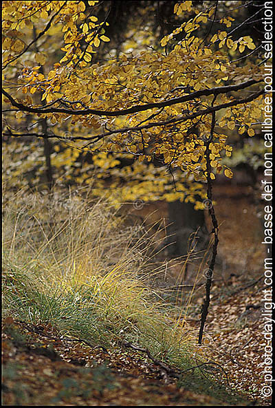 bois en automne